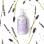 Hand and Body Lotion - Lavender & Jojoba 8.3oz