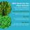 Rosemary & Mint - Body Moisturizer 17oz