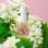SolarOil Jasmine Blossom 15ml - Limited Edition