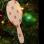 Holly Days - Spiced - Detangle Brush